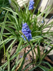 Muscari botryoides