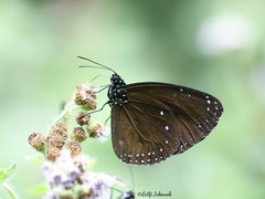 Euploea eunice