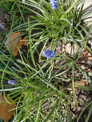 Muscari botryoides