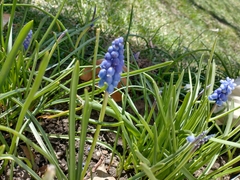 Muscari botryoides