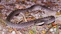 Protobothrops flavoviridis