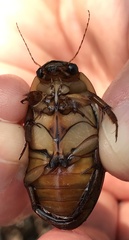 Dytiscus cordieri