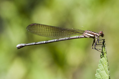 Argia joergenseni