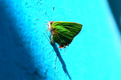 Cyanophrys miserabilis