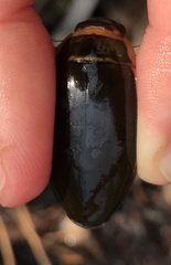 Dytiscus cordieri