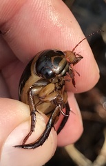 Dytiscus cordieri