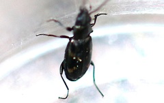Bembidion obliquum