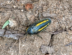 Neojulodis vittipennis