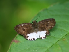 Tagiades ultra