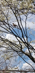 Turdus migratorius
