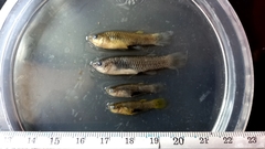 Poeciliopsis viriosa