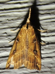 Hypena californica