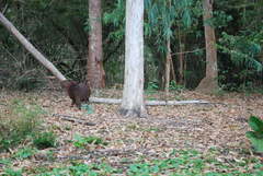 Hydrochoerus isthmius