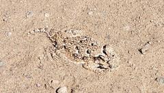 Phrynosoma goodei