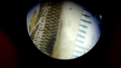 Poeciliopsis viriosa