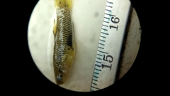 Poeciliopsis viriosa