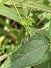 Aeliomorpha