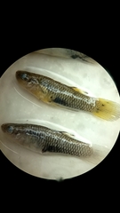 Poeciliopsis viriosa