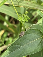 Aeliomorpha