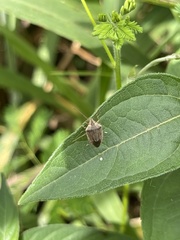 Aeliomorpha