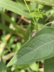 Aeliomorpha