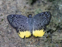Mooreana trichoneura