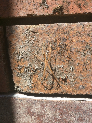 Deinopidae