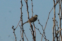 Spizella breweri