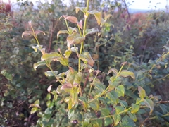 Halleria lucida