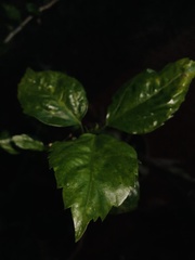 Hibiscus rosa-sinensis