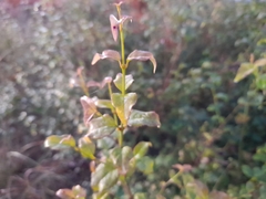 Halleria lucida