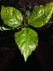 Hibiscus rosa-sinensis