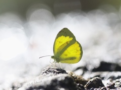 Eurema tilaha