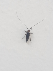 Cerastipsocus