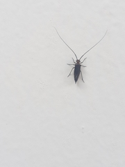 Cerastipsocus