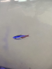 Paracheirodon innesi