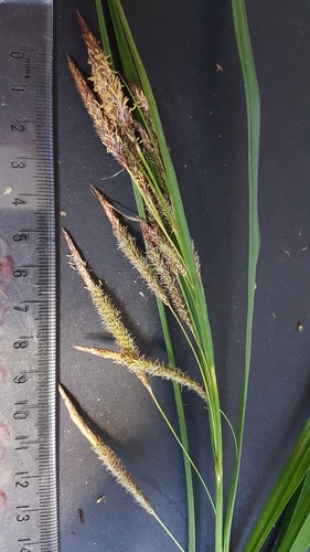 Carex subdola