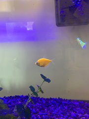 Gymnocorymbus ternetzi