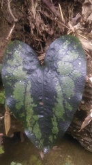 Asarum hypogynum