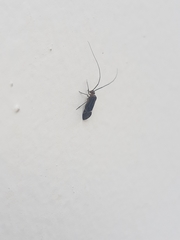 Cerastipsocus