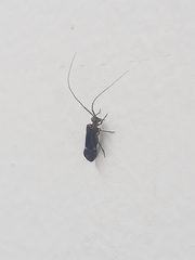 Cerastipsocus