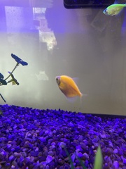 Gymnocorymbus ternetzi