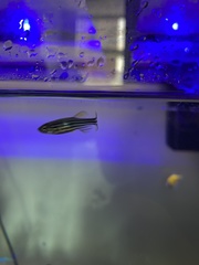 Danio rerio