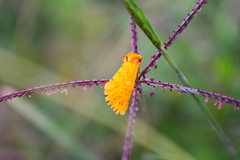Chrysoecia dela