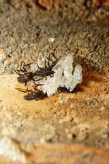 Coccinella septempunctata