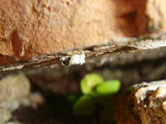 Coccinella septempunctata