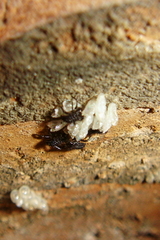 Coccinella septempunctata