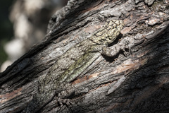 Tropidurus spinulosus