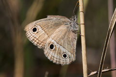 Stegosatyrus periphas