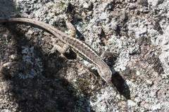 Liolaemus saxatilis